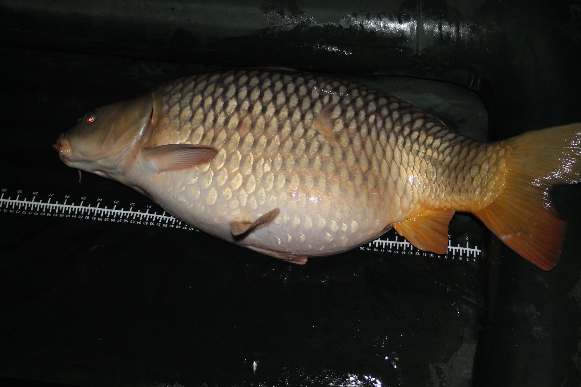 Harsany aprilie2013 - harsany-aprilie2013-067.JPG